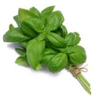 Basilico a mazzo