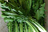 Produttore Azienda Barcavecchia Bieta bianca